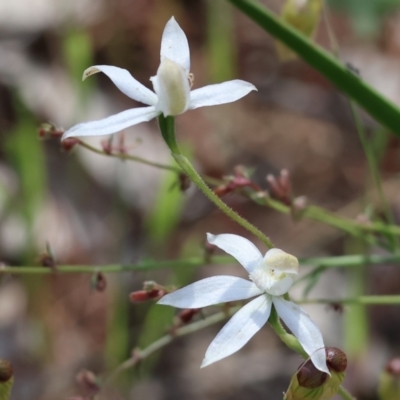 Caladenia moschata (Musky Caps) at Chiltern, VIC - 28 Oct 2023 by KylieWaldon