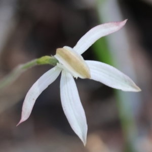 Caladenia moschata at Chiltern, VIC - suppressed