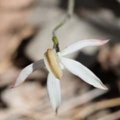 Caladenia moschata at Chiltern, VIC - suppressed