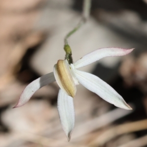 Caladenia moschata at Chiltern, VIC - 29 Oct 2023