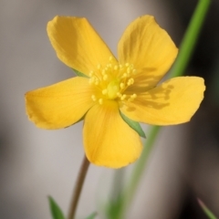 Hypericum gramineum (Small St Johns Wort) at Chiltern, VIC - 28 Oct 2023 by KylieWaldon