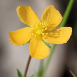 Hypericum gramineum at Chiltern, VIC - 29 Oct 2023