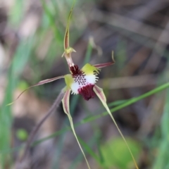 Caladenia tentaculata (Fringed Spider Orchid) at Chiltern, VIC - 28 Oct 2023 by KylieWaldon