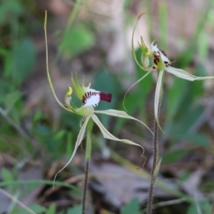 Caladenia tentaculata at Chiltern, VIC - suppressed