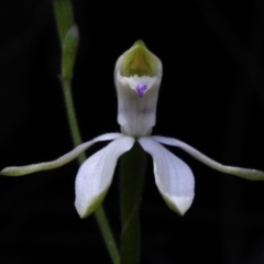 Caladenia moschata (Musky Caps) at Paddys River, ACT - 29 Oct 2023 by JohnBundock