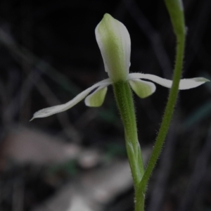 Caladenia moschata at Paddys River, ACT - suppressed