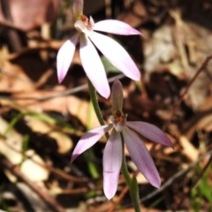 Caladenia carnea (Pink Fingers) at Tidbinbilla Nature Reserve - 29 Oct 2023 by JohnBundock