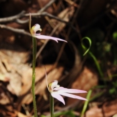 Caladenia carnea at Paddys River, ACT - suppressed