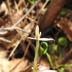 Caladenia carnea at Paddys River, ACT - suppressed