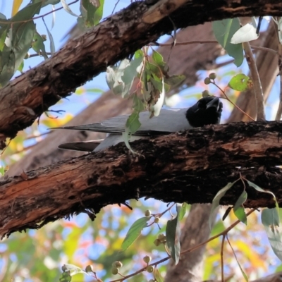 Coracina novaehollandiae (Black-faced Cuckooshrike) at Chiltern, VIC - 29 Oct 2023 by KylieWaldon