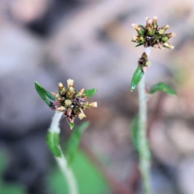 Euchiton japonicus (Creeping Cudweed) at Chiltern, VIC - 29 Oct 2023 by KylieWaldon
