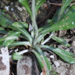 Euchiton japonicus at Chiltern, VIC - 29 Oct 2023