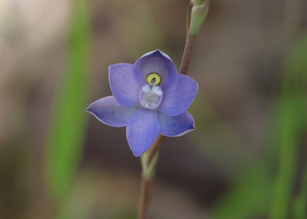 Thelymitra sp. (pauciflora complex) at Chiltern, VIC - 29 Oct 2023