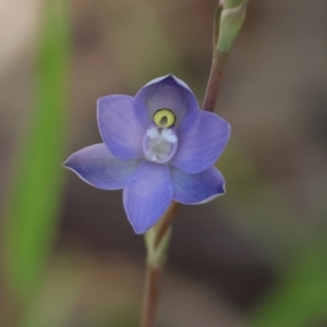 Thelymitra sp. (pauciflora complex) at Chiltern, VIC - 29 Oct 2023