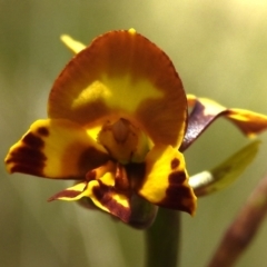Diuris semilunulata (Late Leopard Orchid) at Paddys River, ACT - 29 Oct 2023 by JohnBundock