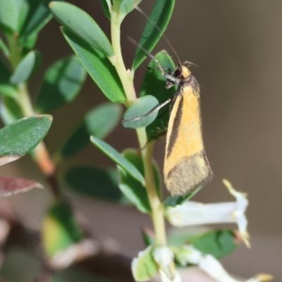 Unidentified Concealer moth (Oecophoridae) at Chiltern, VIC - 28 Oct 2023 by KylieWaldon