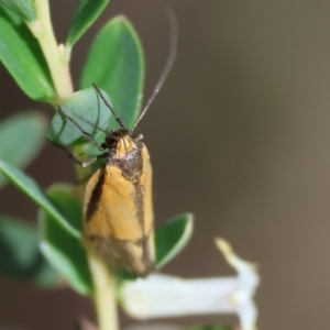 Philobota undescribed species near arabella at Chiltern-Mt Pilot National Park - 29 Oct 2023 09:00 AM
