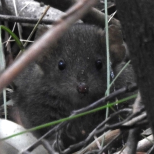 Antechinus mimetes mimetes at Paddys River, ACT - 29 Oct 2023