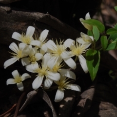 Clematis aristata (Mountain Clematis) at Tidbinbilla Nature Reserve - 29 Oct 2023 by JohnBundock