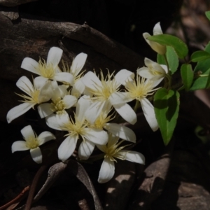 Clematis aristata at Paddys River, ACT - 29 Oct 2023