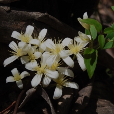 Clematis aristata (Mountain Clematis) at Tidbinbilla Nature Reserve - 29 Oct 2023 by JohnBundock