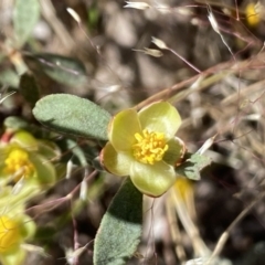 Hibbertia obtusifolia (Grey Guinea-flower) at The Pinnacle - 28 Oct 2023 by Jubeyjubes