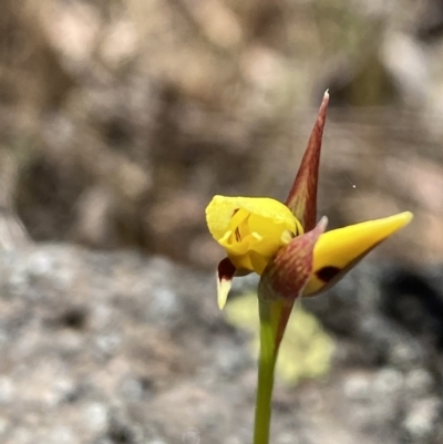 Diuris sulphurea (Tiger Orchid) at The Pinnacle - 28 Oct 2023 by Jubeyjubes