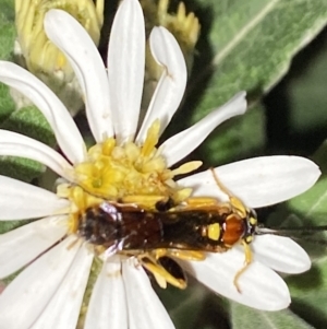 Labium sp. (genus) at Aranda, ACT - 28 Oct 2023