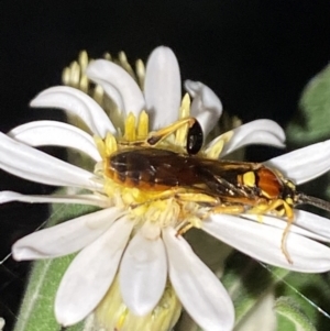 Labium sp. (genus) at Aranda, ACT - 28 Oct 2023