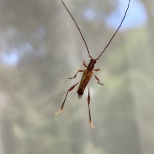 Mecynopus cothurnatus at Aranda, ACT - 29 Oct 2023