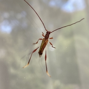 Mecynopus cothurnatus at Aranda, ACT - 29 Oct 2023