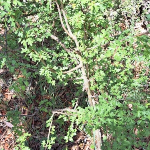 Crataegus monogyna at Majura, ACT - 29 Oct 2023 03:02 PM