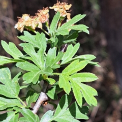 Crataegus monogyna at Majura, ACT - 29 Oct 2023