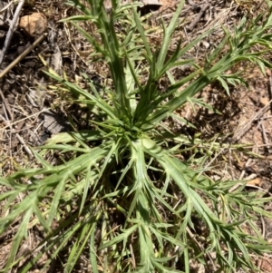 Eryngium ovinum at Majura, ACT - 26 Oct 2023 02:59 PM