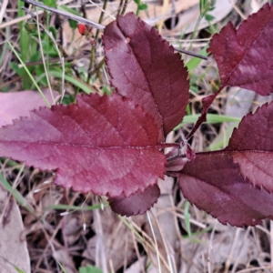 Prunus cerasifera at Majura, ACT - 29 Oct 2023 03:13 PM