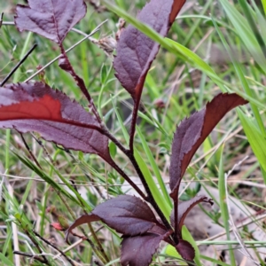 Prunus cerasifera at Majura, ACT - 29 Oct 2023 03:13 PM