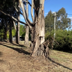 Entomyzon cyanotis at Hughes, ACT - 29 Oct 2023 05:45 PM