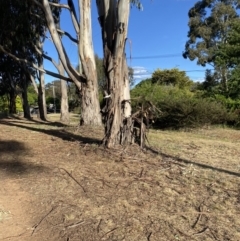 Entomyzon cyanotis at Hughes, ACT - 29 Oct 2023