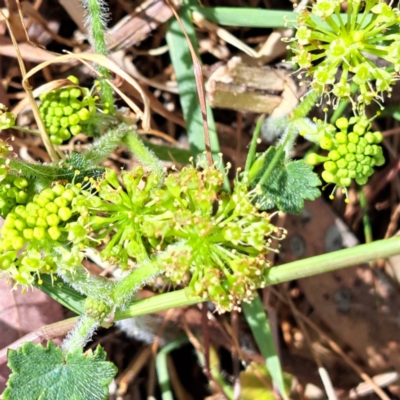 Hydrocotyle laxiflora (Stinking Pennywort) at Majura, ACT - 29 Oct 2023 by abread111