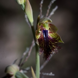 Calochilus montanus at Tralee, NSW - 29 Oct 2023