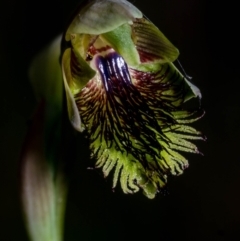 Calochilus montanus (Copper Beard Orchid) at Tralee, NSW - 4 Nov 2023 by dan.clark