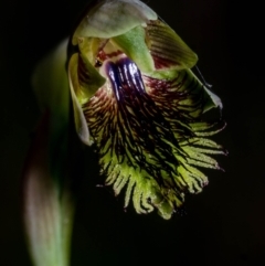 Calochilus montanus (Copper Beard Orchid) at QPRC LGA - 4 Nov 2023 by dan.clark