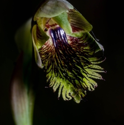 Calochilus montanus (Copper Beard Orchid) at QPRC LGA - 4 Nov 2023 by dan.clark