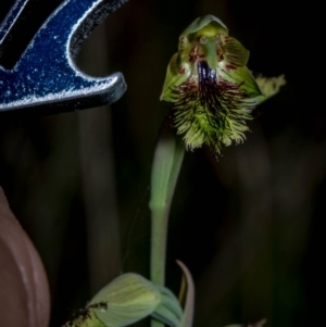 Calochilus montanus at Tralee, NSW - 4 Nov 2023