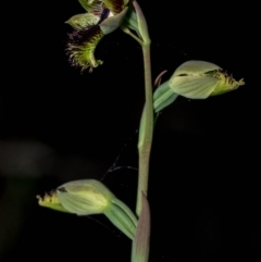 Calochilus montanus at Tralee, NSW - 4 Nov 2023