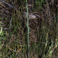 Calochilus montanus at Tralee, NSW - 4 Nov 2023