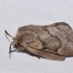 Pernattia pusilla (She-Oak Moth) at QPRC LGA - 29 Oct 2023 by DianneClarke