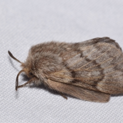Pernattia pusilla (She-Oak Moth) at QPRC LGA - 29 Oct 2023 by DianneClarke