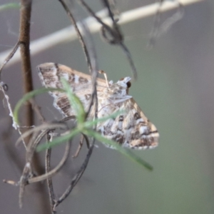 Nacoleia rhoeoalis at Hughes, ACT - 29 Oct 2023