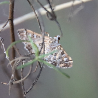 Nacoleia rhoeoalis (A Crambid moth (Spilomelinae) at Hughes, ACT - 29 Oct 2023 by LisaH